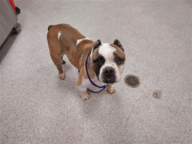 Shelter Stray Male Dog last seen BRADSHAW RD / BOND RD, 9150 Union Park Way, Elk Grove, CA 95624, USA