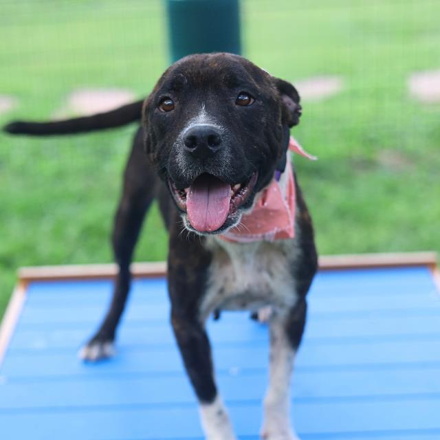 Shelter Stray Female Dog last seen Near BLOCK POPPY, 4710 TX-151, San Antonio, TX 78227, USA