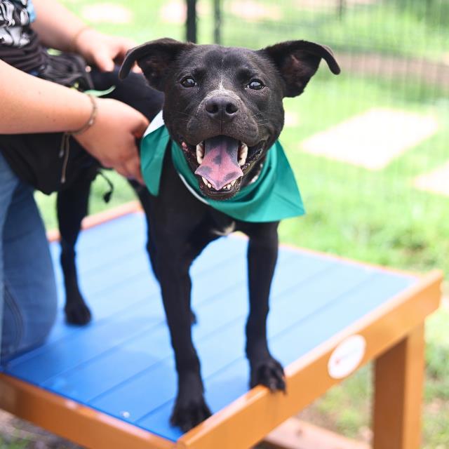 Shelter Stray Male Dog last seen W HOUSTON ST, 4710 TX-151, San Antonio, TX 78227, USA