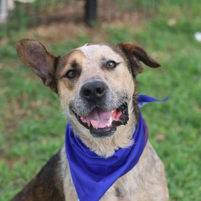 Shelter Stray Male Dog last seen Near BLOCK SERNA PARK, 4710 TX-151, San Antonio, TX 78227, USA