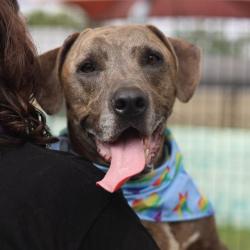 Shelter Stray Male Dog last seen Near BLOCK NORWICH, 4710 TX-151, San Antonio, TX 78227, USA