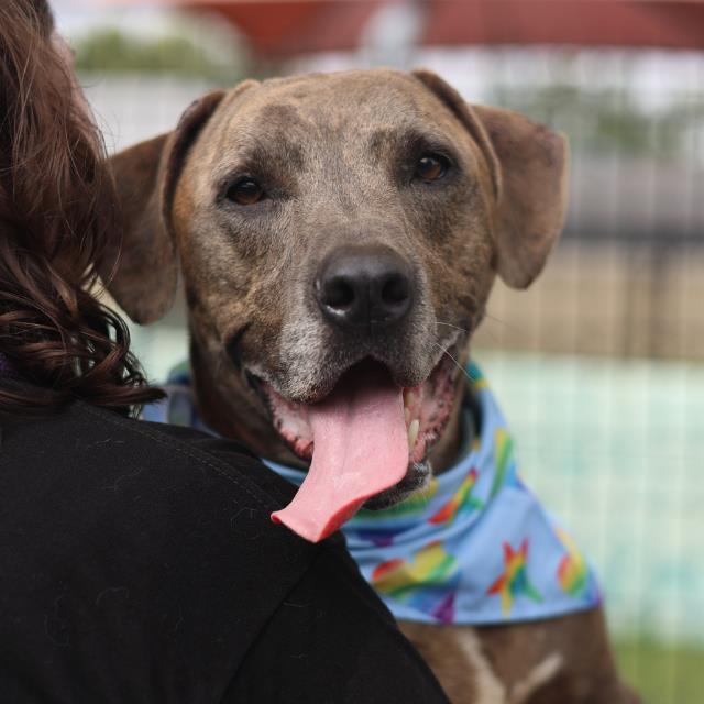 Shelter Stray Male Dog last seen Near BLOCK NORWICH, 4710 TX-151, San Antonio, TX 78227, USA