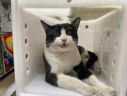 Shelter Stray Male Cat last seen 14TH AND BURLEIGH, 3839 W Burnham St, West Milwaukee, WI 53215, USA