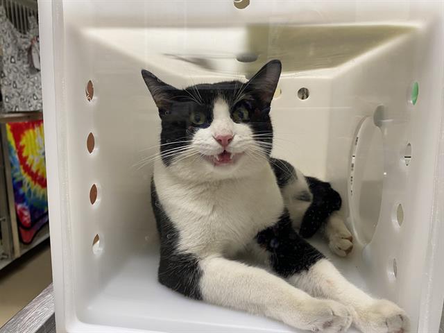 Shelter Stray Male Cat last seen 14TH AND BURLEIGH, 3839 W Burnham St, West Milwaukee, WI 53215, USA