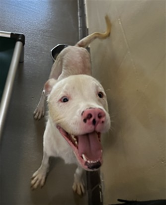 Shelter Stray Male Dog last seen Near BLOCK LORAINE DR/AS, Sanford, FL 32773