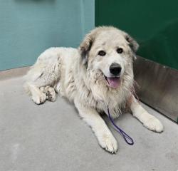 Shelter Stray Male Dog last seen Near BLOCK CLOUTIER LN, SUN VALLEY NV 89433, 2825 Longley Ln Suite A, Reno, NV 89502, USA