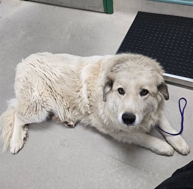 Shelter Stray Female Dog last seen Near BLOCK CLOUTIER LN, SUN VALLEY NV 89433, 2825 Longley Ln Suite A, Reno, NV 89502, USA