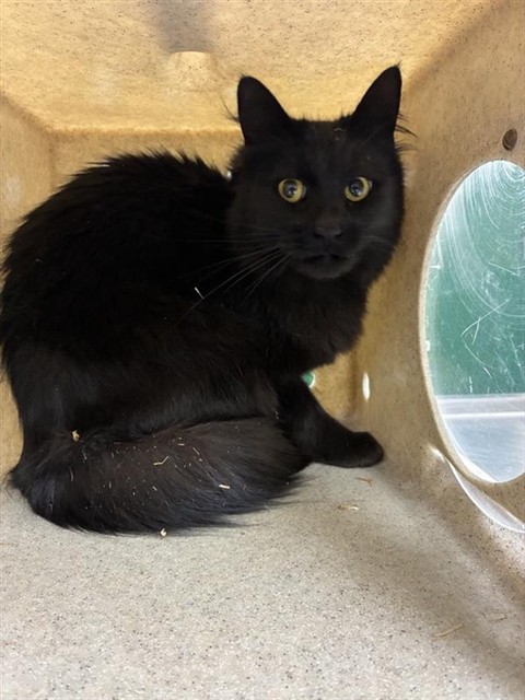 Shelter Stray Female Cat last seen Near BLOCK JACOBSON WAY, SUN VALLEY NV 89433, 2825 Longley Ln Suite A, Reno, NV 89502, USA