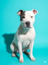 Shelter Stray Female Dog last seen CLIFFORD LN, 2020 Forest St, Jacksonville, FL 32204, USA