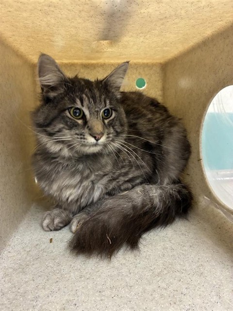 Shelter Stray Male Cat last seen Near BLOCK JACOBSON WAY, SUN VALLEY NV 89433, 2825 Longley Ln Suite A, Reno, NV 89502, USA
