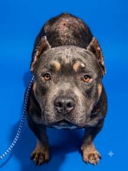 Shelter Stray Female Dog last seen Near BLOCK SUMMER ST, 2020 Forest St, Jacksonville, FL 32204, USA