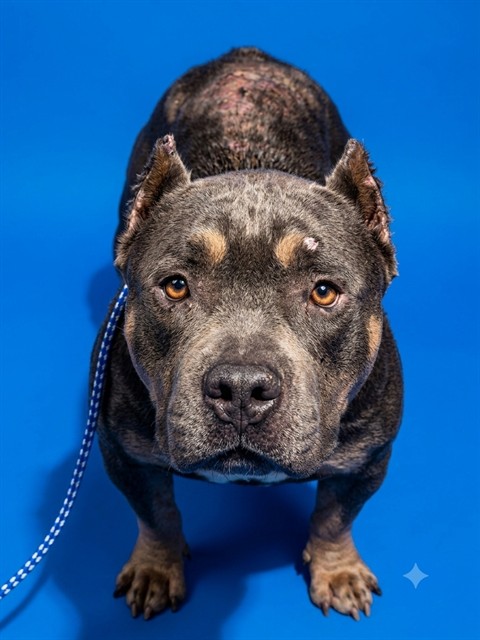 Shelter Stray Female Dog last seen Near BLOCK SUMMER ST, 2020 Forest St, Jacksonville, FL 32204, USA