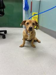 Shelter Stray Female Dog last seen Near E MOANA LN, RENO NV 89502, 2825 Longley Ln Suite A, Reno, NV 89502, USA