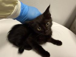 Shelter Stray Female Cat last seen Near BLOCK WASHINGTON AVE S, KENT WA 98032, 21615 64th Ave S, Kent, WA 98032, USA