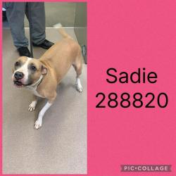 Shelter Stray Female Dog last seen HUBBARD RD, Macon, GA 31216