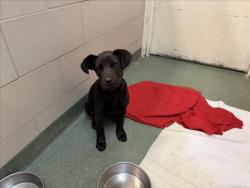 Shelter Stray Female Dog last seen Near BLOCK ZAFARANO RD SANTA FE NM 87507, 100 Caja Del Rio Rd, Santa Fe, NM 87507, USA