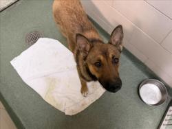 Shelter Stray Female Dog last seen Near BLOCK CALLE ATAJO, 100 Caja Del Rio Rd, Santa Fe, NM 87507, USA