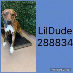 Shelter Stray Male Dog last seen HARTLEY BRIDGE RD, Macon, GA 31216
