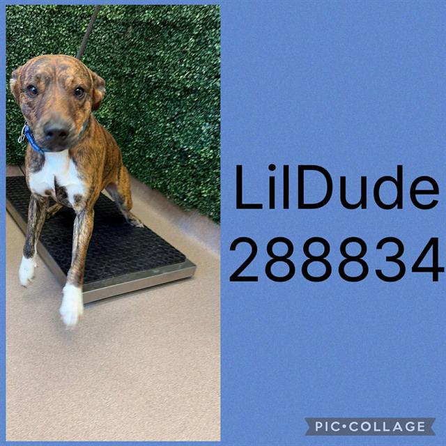 Shelter Stray Male Dog last seen HARTLEY BRIDGE RD, Macon, GA 31216