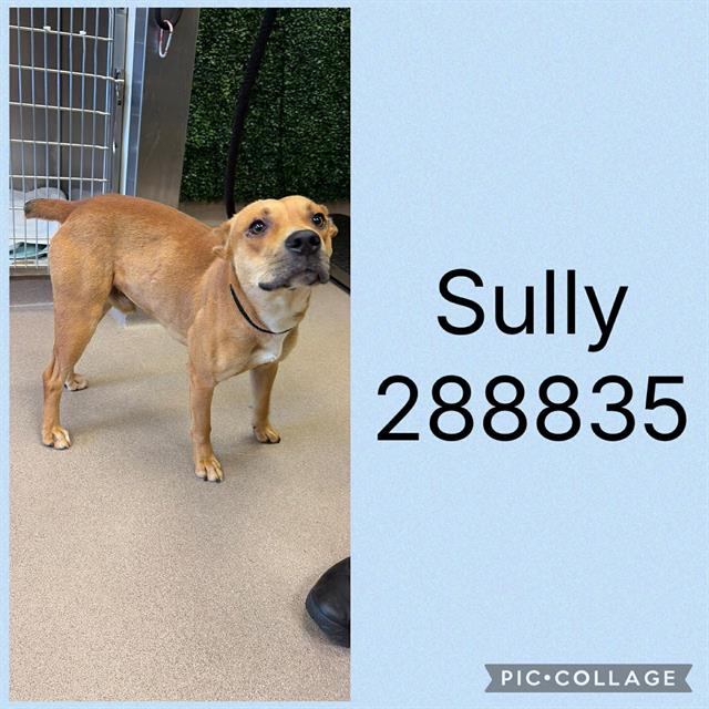 Shelter Stray Male Dog last seen STONE EDGE RD, Macon, GA 31216