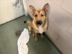Shelter Stray Male Dog last seen Near BLOCK CALLE ATAJO, 100 Caja Del Rio Rd, Santa Fe, NM 87507, USA