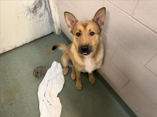 Shelter Stray Male Dog last seen Near BLOCK CALLE ATAJO, 100 Caja Del Rio Rd, Santa Fe, NM 87507, USA