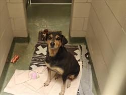 Shelter Stray Unknown Dog last seen Near BLOCK OLD LAS VEGAS HWY SANTA FE NM 87505, 100 Caja Del Rio Rd, Santa Fe, NM 87507, USA