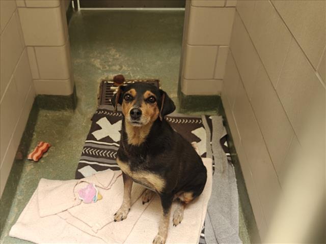 Shelter Stray Unknown Dog last seen Near BLOCK OLD LAS VEGAS HWY SANTA FE NM 87505, 100 Caja Del Rio Rd, Santa Fe, NM 87507, USA