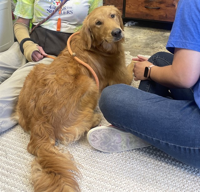 Shelter Stray Male Dog last seen , Camarillo, CA 93010