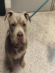 Shelter Stray Male Dog last seen Near BLOCK N GREENWOOD ST, PUEBLO CO 81003, 4600 Eagleridge Pl, Pueblo, CO 81008, USA