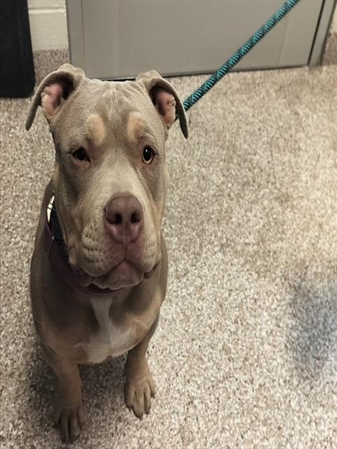 Shelter Stray Male Dog last seen Near BLOCK N GREENWOOD ST, PUEBLO CO 81003, 4600 Eagleridge Pl, Pueblo, CO 81008, USA