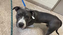 Shelter Stray Female Dog last seen Near BLOCK N GREENWOOD ST, PUEBLO CO 81003, 4600 Eagleridge Pl, Pueblo, CO 81008, USA