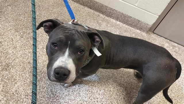 Shelter Stray Female Dog last seen Near BLOCK N GREENWOOD ST, PUEBLO CO 81003, 4600 Eagleridge Pl, Pueblo, CO 81008, USA