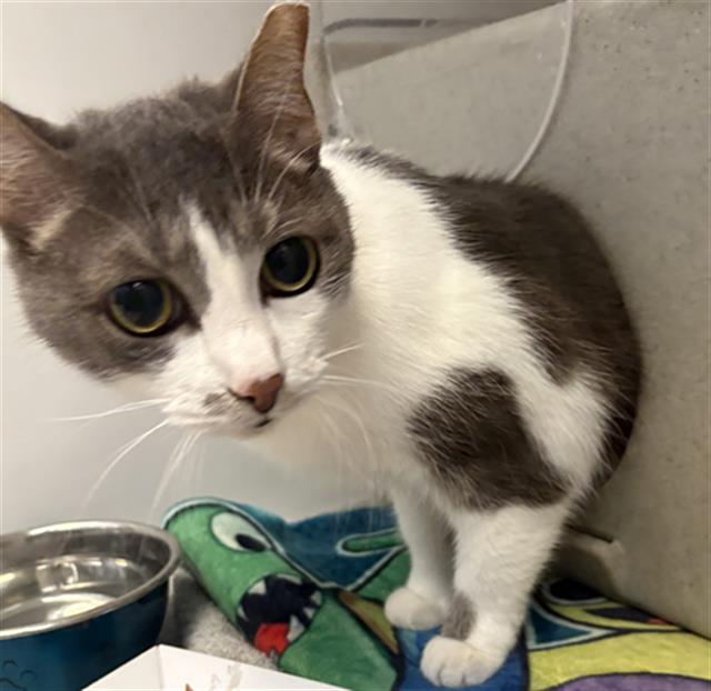 Shelter Stray Female Cat last seen , Camarillo, CA 93010
