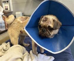 Shelter Stray Female Dog last seen , Camarillo, CA 93010
