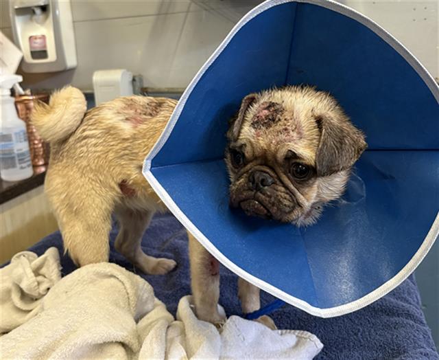 Shelter Stray Female Dog last seen , Camarillo, CA 93010