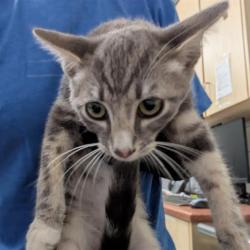 Shelter Stray Female Cat last seen , Camarillo, CA 93010