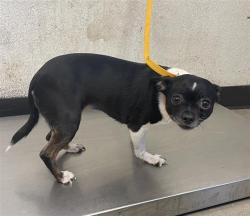 Shelter Stray Female Dog last seen Near BLOCK E MADISON AVE, FRESNO CA 93702 2450, 5277 E Airways Blvd, Fresno, CA 93727, USA