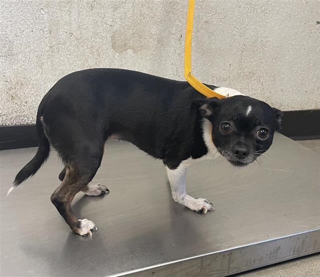 Shelter Stray Female Dog last seen Near BLOCK E MADISON AVE, FRESNO CA 93702 2450, 5277 E Airways Blvd, Fresno, CA 93727, USA