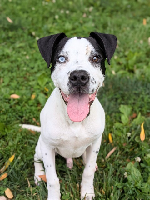 Shelter Stray Male Dog last seen WENTZVILLE, 4850 Mid Rivers Mall Dr, St Peters, MO 63376, USA