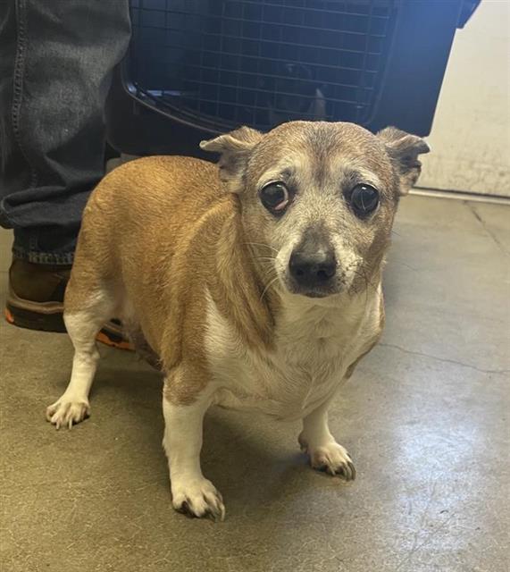 Shelter Stray Female Dog last seen Near BLOCK E MADISON AVE, FRESNO CA 93702 2450, 5277 E Airways Blvd, Fresno, CA 93727, USA