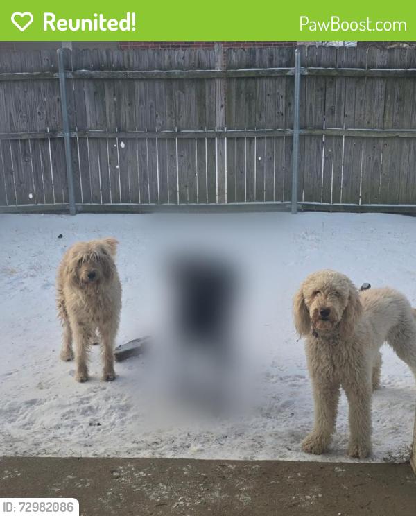 Reunited Female Dog last seen Hallmark Baptist Church, Fort Worth, TX 76123