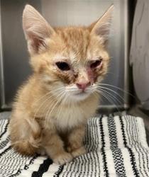 Shelter Stray Male Cat last seen Near BLOCK E SHAW AVE, FRESNO CA 93710 8228, 5277 E Airways Blvd, Fresno, CA 93727, USA