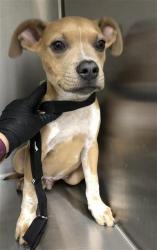 Shelter Stray Male Dog last seen Near BLOCK N WEST AVE, FRESNO CA 93705 2026, 5277 E Airways Blvd, Fresno, CA 93727, USA