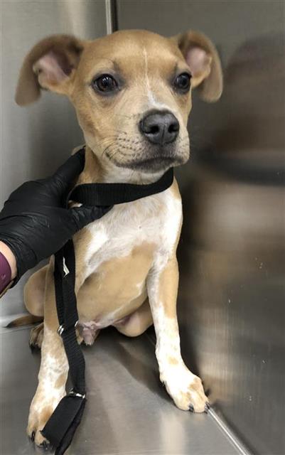 Shelter Stray Male Dog last seen Near BLOCK N WEST AVE, FRESNO CA 93705 2026, 5277 E Airways Blvd, Fresno, CA 93727, USA
