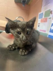 Shelter Stray Male Cat last seen Near BLOCK HUMANE LANE, Columbia, SC 29209