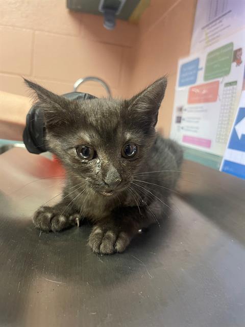 Shelter Stray Male Cat last seen Near BLOCK HUMANE LANE, Columbia, SC 29209