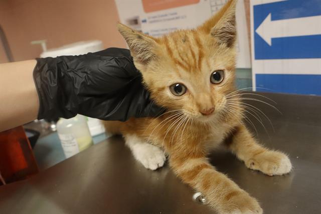 Shelter Stray Male Cat last seen Near BLOCK POWELL RD, 127 Humane Ln, Columbia, SC 29201, USA