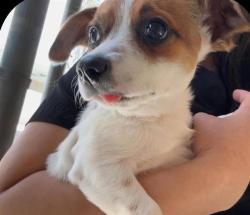 Shelter Stray Female Dog last seen Near BLK COLUMBUS ST, BAKERSFIELD, CA, Bakersfield, CA 93307
