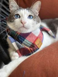 Lost Male Cat last seen Sycamore Canyon Rd and Quail Run Rd, Riverside, CA 92507